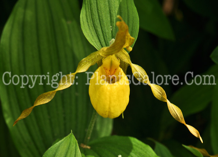 PGC-P-Cypripedium-acaule-aka-Ladys-Slippers-3