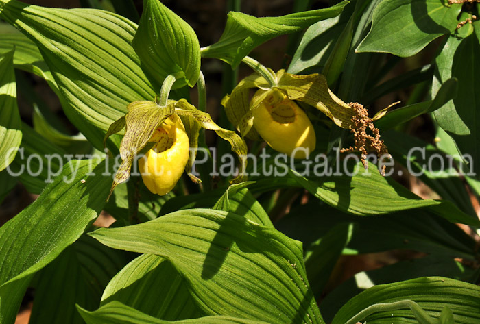 PGC-P-Cypripedium-acaule-aka-Ladys-Slippers-4