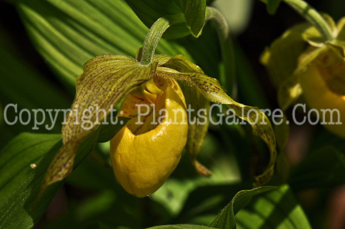 PGC-P-Cypripedium-acaule-aka-Ladys-Slippers-5