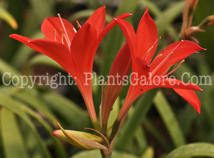 PGC-P-Cyrtanthus-elatus-aka-Scarborough-Lily-2