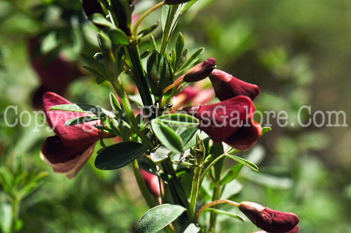 PGC-S-Cytisus-scoparius-Burkwoodii-aka-Burkwood-Scotchbroom-1