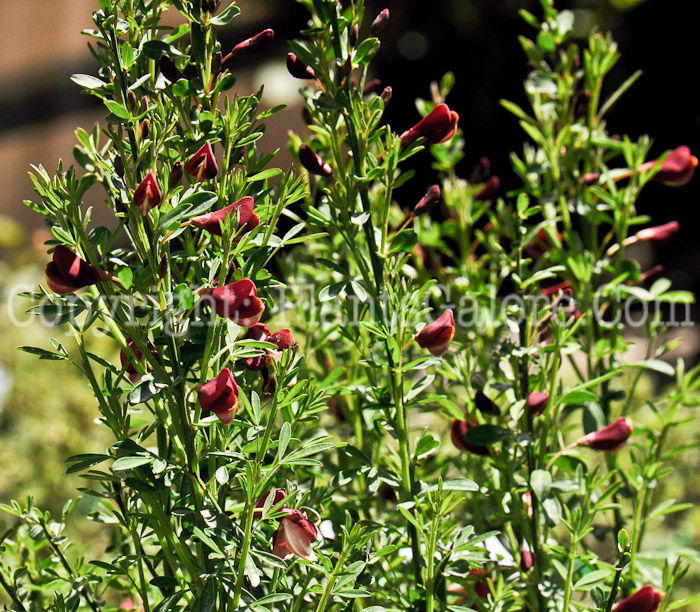 PGC-S-Cytisus-scoparius-Burkwoodii-aka-Burkwood-Scotchbroom-2