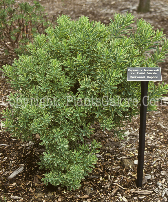 PGC-S-Daphne-x-burkwoodii-Carol-Mackie-0004
