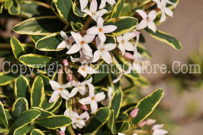 PGC-S-Daphne-x-burkwoodii-Carol-Mackie-0001