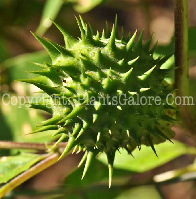 PGC-P-Datura-stramomium-aka-Jimsonweed-pod-1