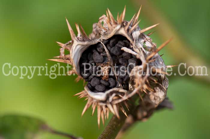 PGC-P-Datura-stramomium-aka-Jimsonweed-seeds-8