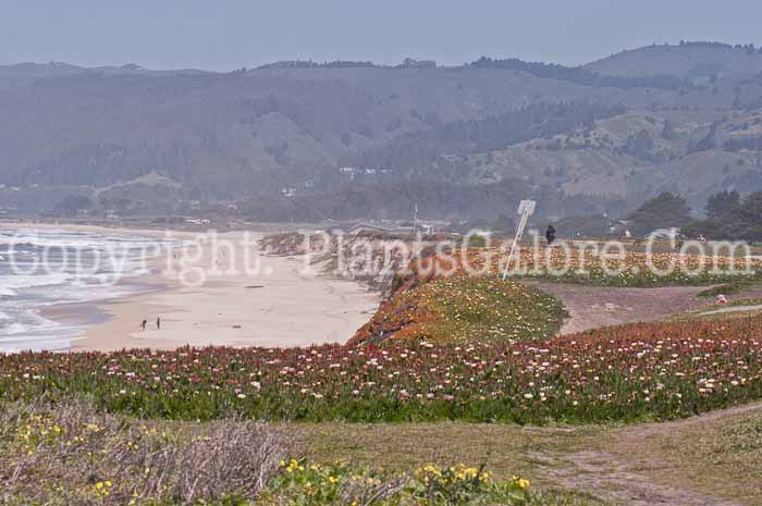 PGC-P-Delosperma-aka-Ice-Plant-0514-1