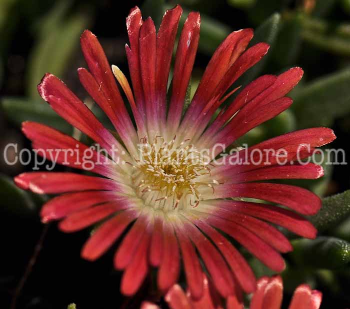 PGC-P-Delosperma-dyeri-Psdold-05-12-2
