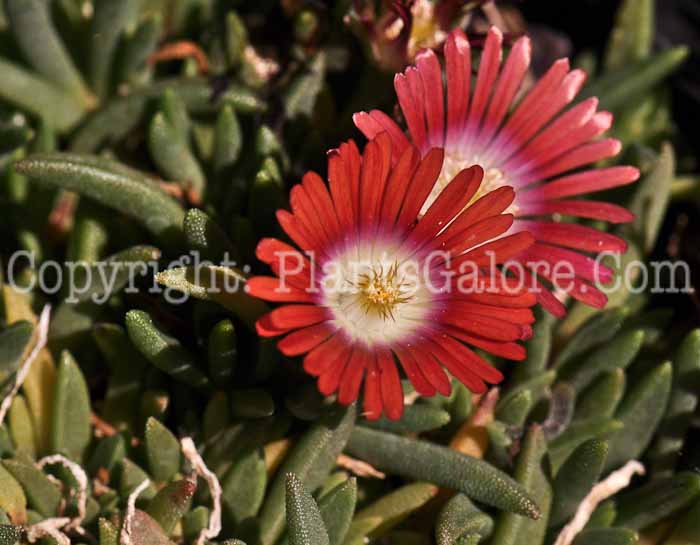 PGC-P-Delosperma-dyeri-Psdold-05-12-3