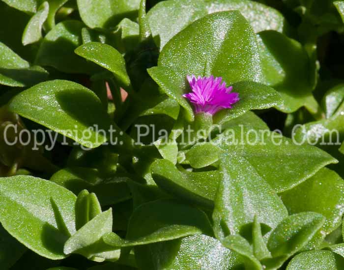 PGC-P-Delosperma-nubigenum-aka-Delosperma-913g-1