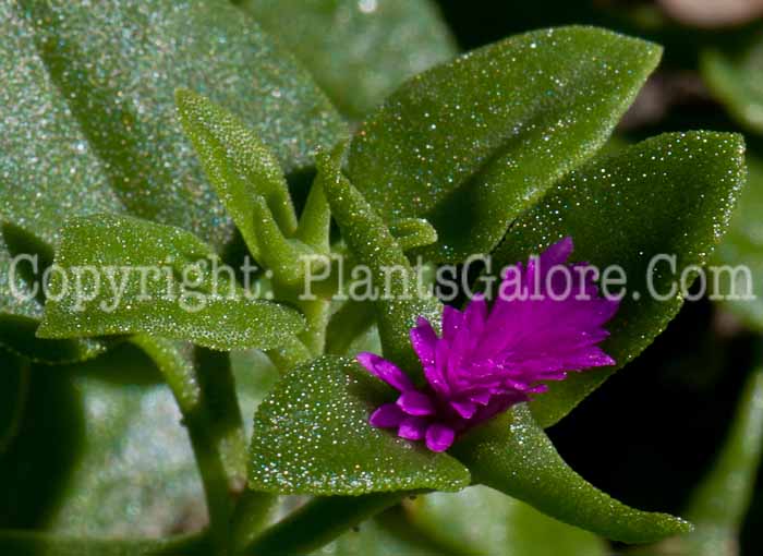 PGC-P-Delosperma-nubigenum-aka-Delosperma-913g-2