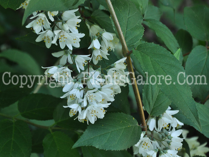PGC-S-Deutzia-mollis-Arnold-6-2011-003