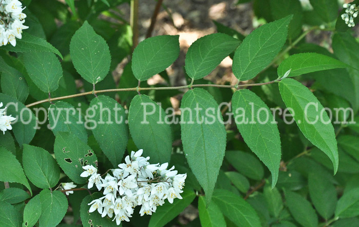 PGC-S-Deutzia-mollis-Arnold-6-2011-004