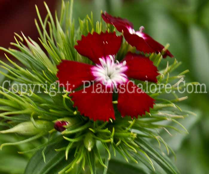PGC-P-Dianthus-barbatus-Diadem-04-2012-1