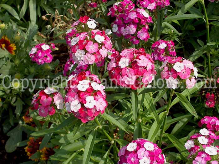 PGC-P-Dianthus-barbatus-Noverna-Clown-2010-001