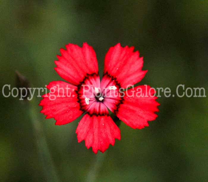 PGC-P-Dianthus-deltoides-Flashing-Light-2010-01