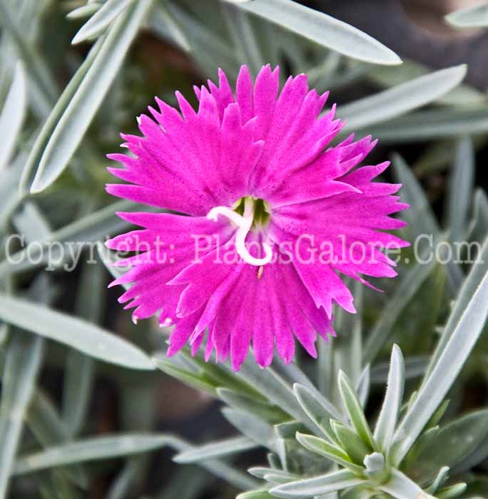 PGC-P-Dianthus-gratianapolitanus-Star-Neon-1013h-1