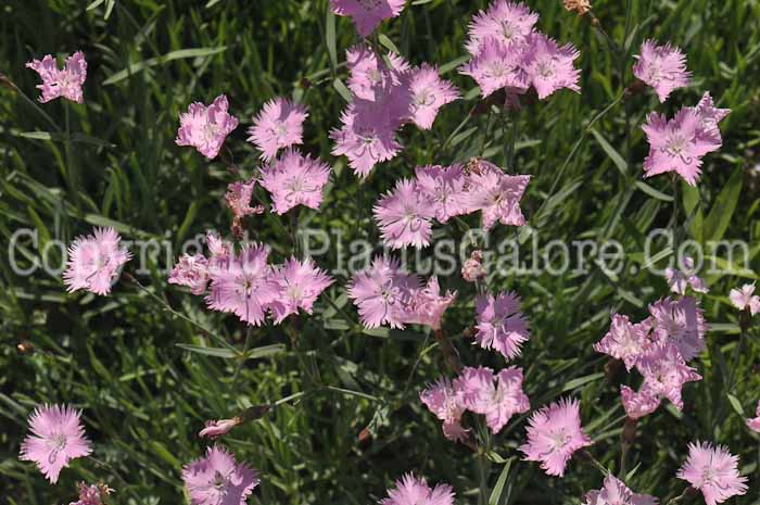 PGC-P-Dianthus-gratianopolitanus-Baths-Pink-2011-003