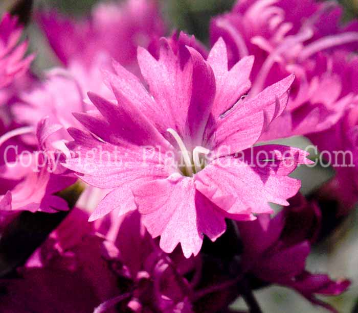 PGC-P-Dianthus-gratianopolitanus-Firewitch-2011-01_1