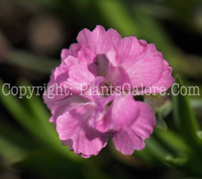 PGC-P-Dianthus-gratianopolitanus-Tiny-Rubies-2010-02