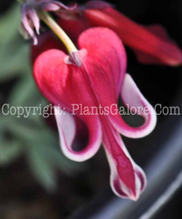 PGC-P-Dicentra-Burning-Hearts-2010-01_1