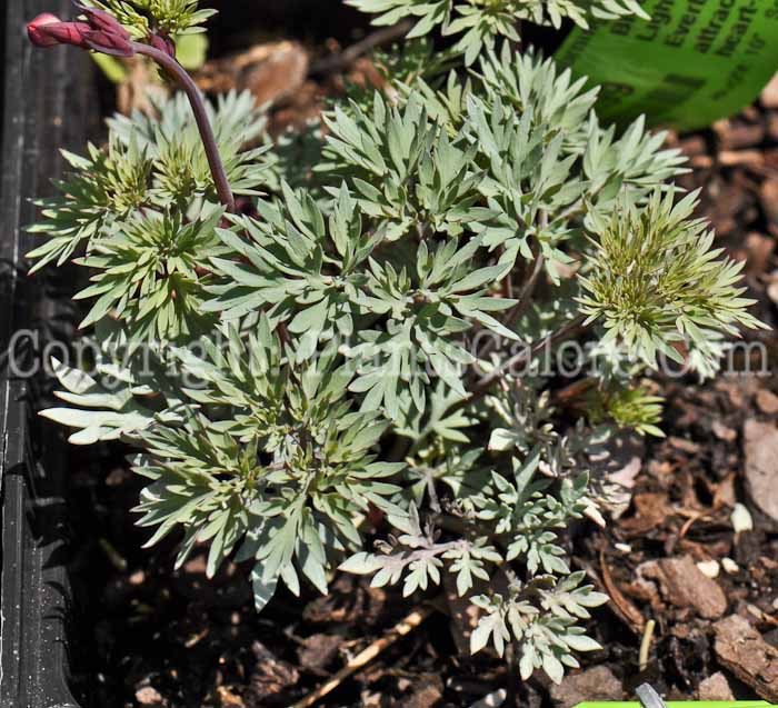 PGC-P-Dicentra-Burning-Hearts-2010-03_1