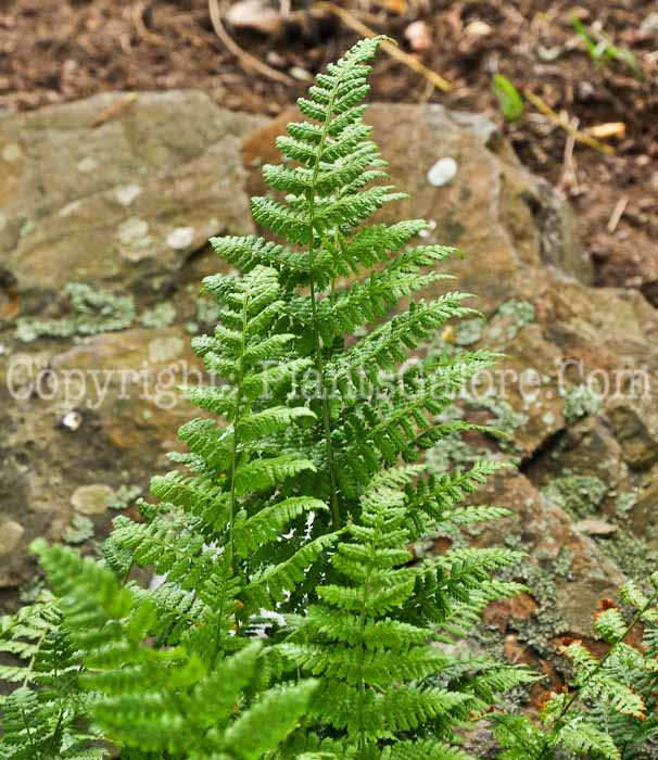 PGC-F-Dryopteris-bootii-Green-Briar-2011-001