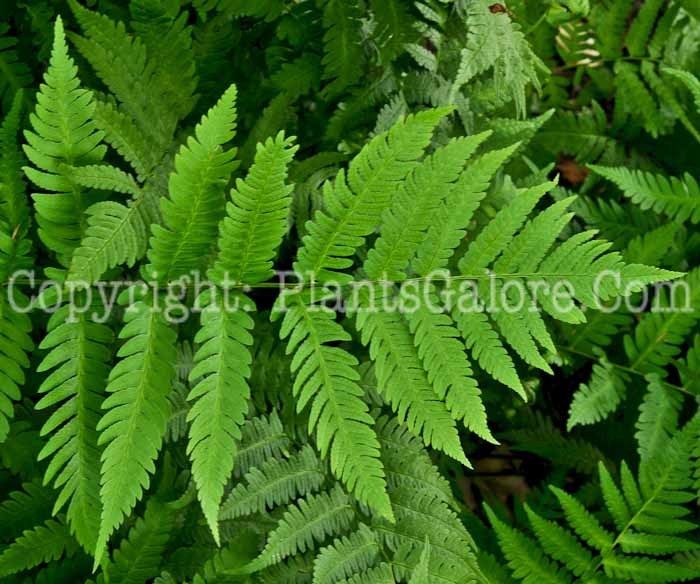 PGC-F-Dryopteris-celsa-aka-Log-Fern-1