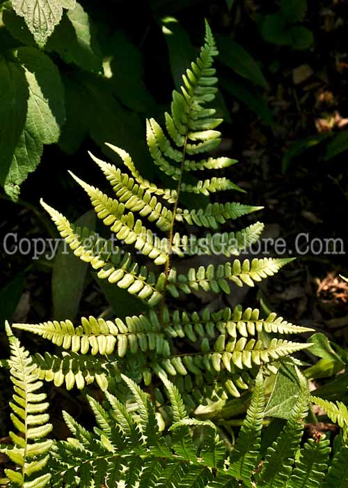 PGC-F-Dryopteris-championii-06-12-2