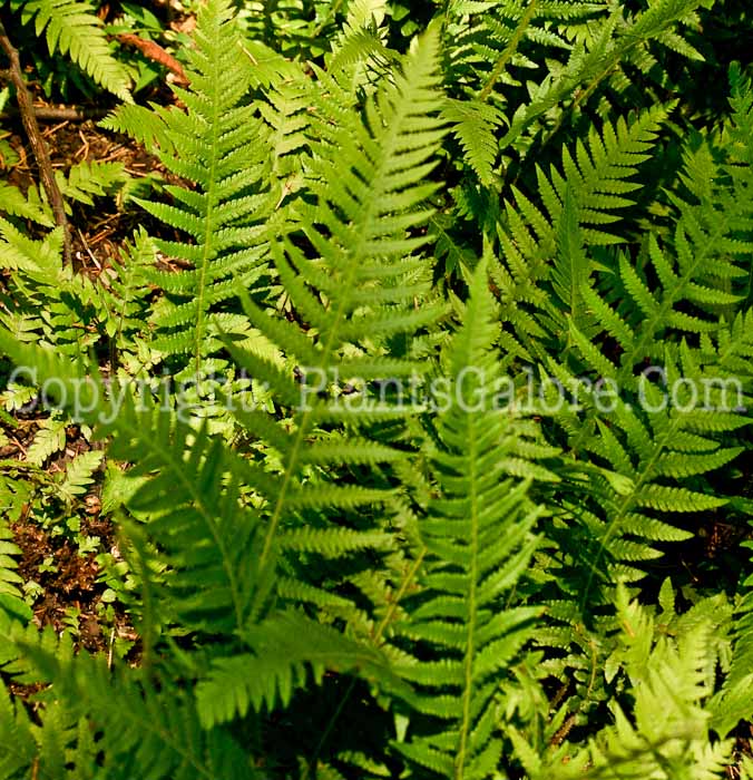 PGC-F-Dryopteris-cycadina-06-12-1