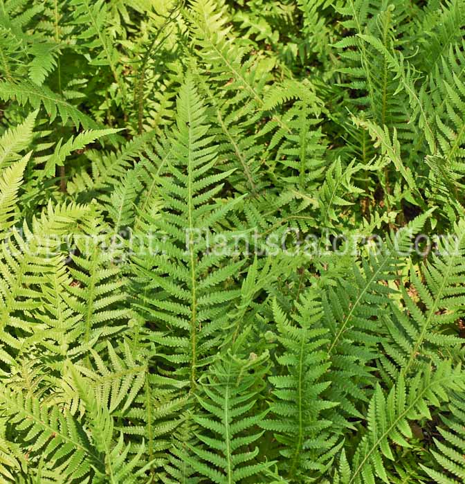 PGC-F-Dryopteris-cycadina-06-12-3