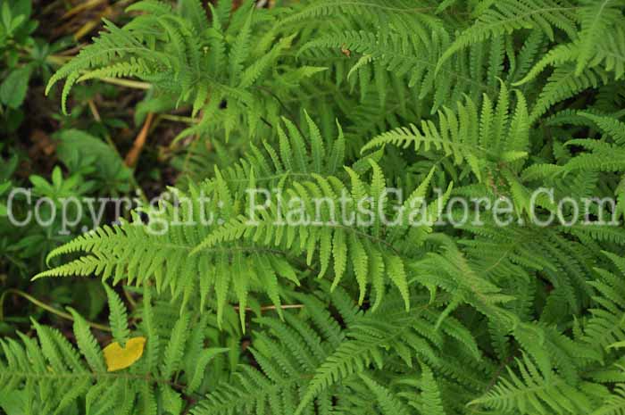 PGC-F-Dryopteris-phegopteris-Green-Briar-2011-001