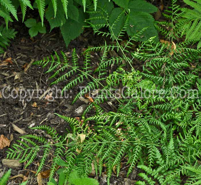 PGC-F-Dryopteris-wallichiana-06-12-1