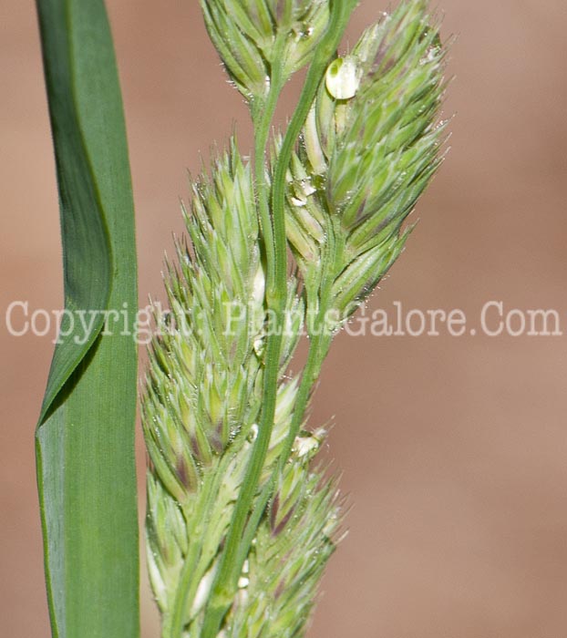 PGC-G-Dactylis-glomerata-aka-Orchard-Grass-0514n-1