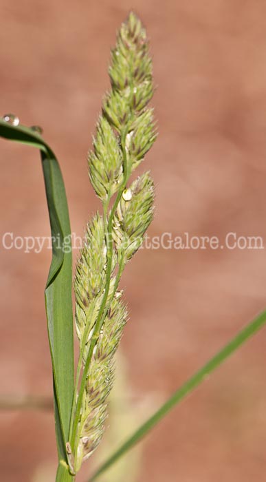 PGC-G-Dactylis-glomerata-aka-Orchard-Grass-0514n-2