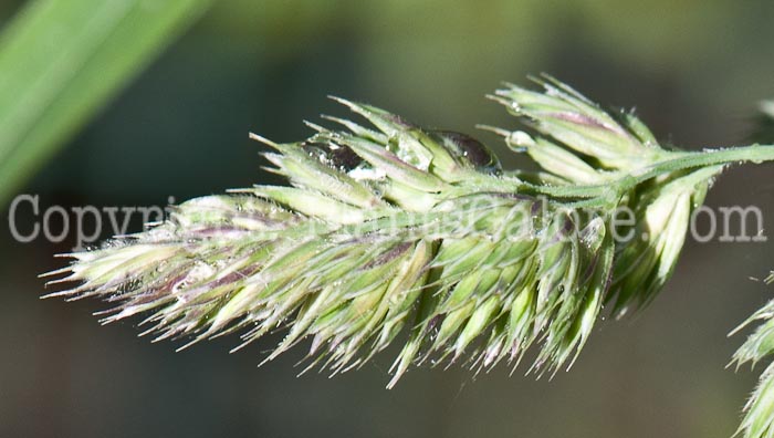 PGC-G-Dactylis-glomerata-aka-Orchard-Grass-0514r-1