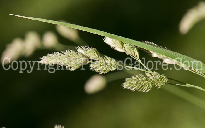 PGC-G-Dactylis-glomerata-aka-Orchard-Grass-0514r-2