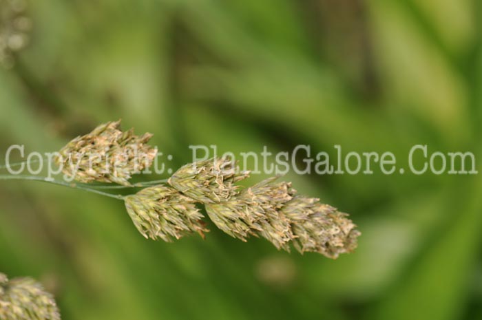 PGC-G-Dactylis-glomerata-aka-Orchard-Grass-1