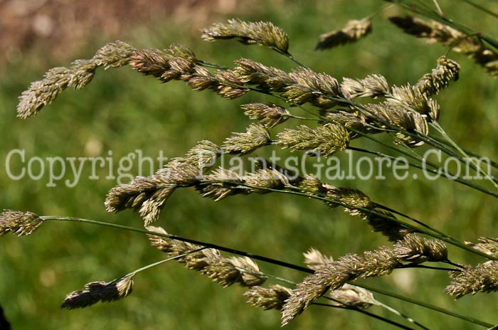 PGC-G-Dactylis-glomerata-aka-Orchard-Grass-10