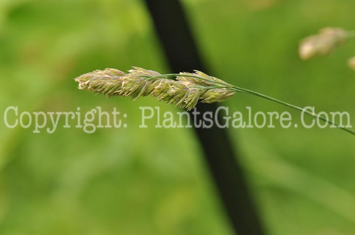 PGC-G-Dactylis-glomerata-aka-Orchard-Grass-3