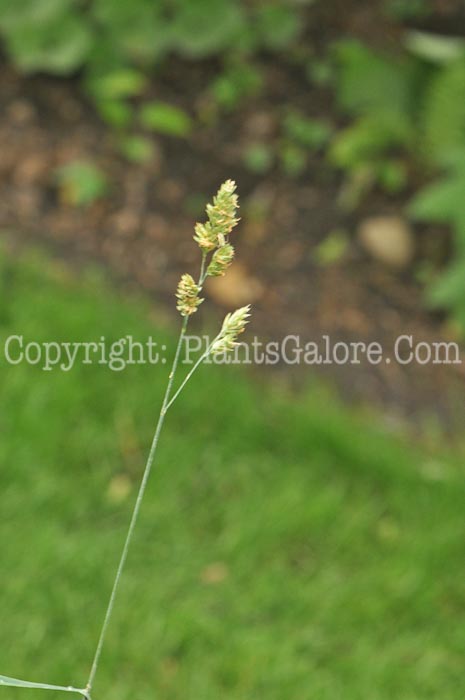 PGC-G-Dactylis-glomerata-aka-Orchard-Grass-6