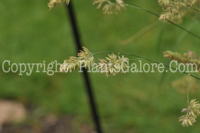 PGC-G-Dactylis-glomerata-aka-Orchard-Grass-8