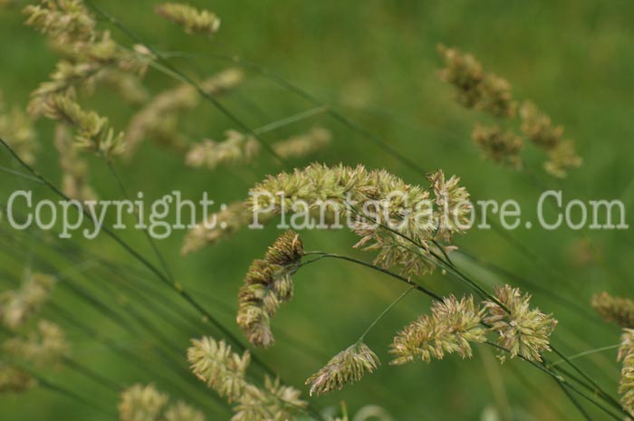 PGC-G-Dactylis-glomerata-aka-Orchard-Grass-9