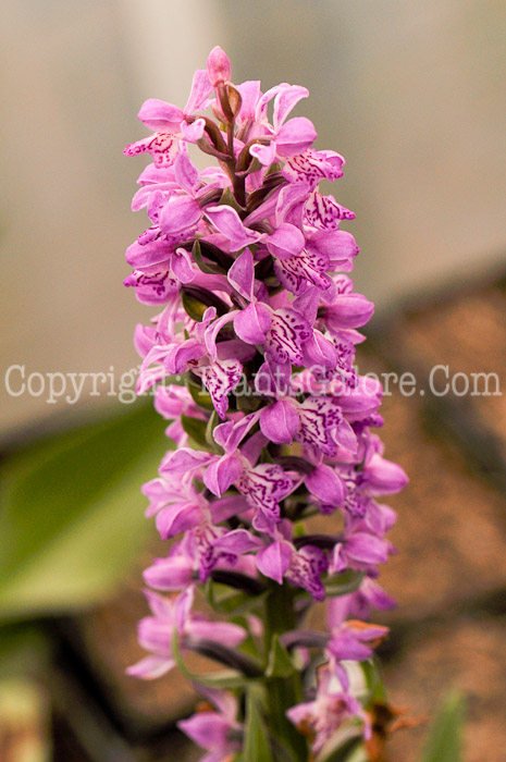 PGC-P-Dactylorhiza-majalis-2010-001