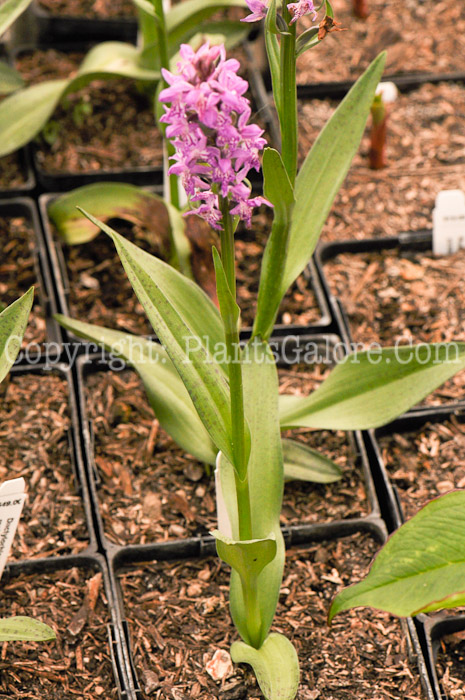 PGC-P-Dactylorhiza-majalis-2010-002