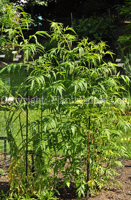 PGC-P-Datisca-cannabina-aka-Bastard-Hemp-813-1