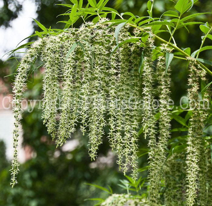 PGC-P-Datisca-cannabina-aka-Bastard-Hemp-flower-2