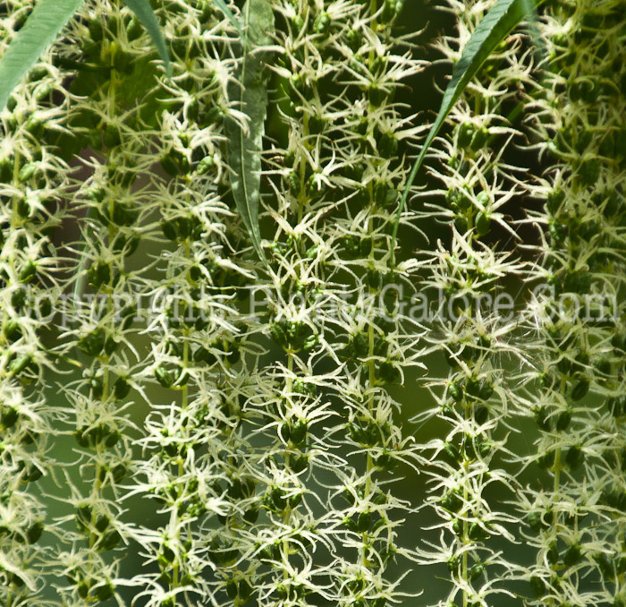 PGC-P-Datisca-cannabina-aka-Bastard-Hemp-flower-3