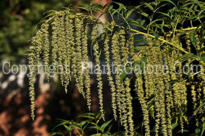 PGC-P-Datisca-cannabina-aka-Bastard-Hemp-flower-8