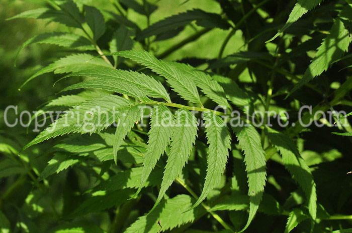 PGC-P-Datisca-cannabina-aka-Bastard-Hemp-leaf-1